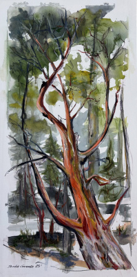 Mighty Arbutus